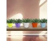TrustBasket Jasmine Flower Pot (Set of 5 Rs.151 @ Amazon