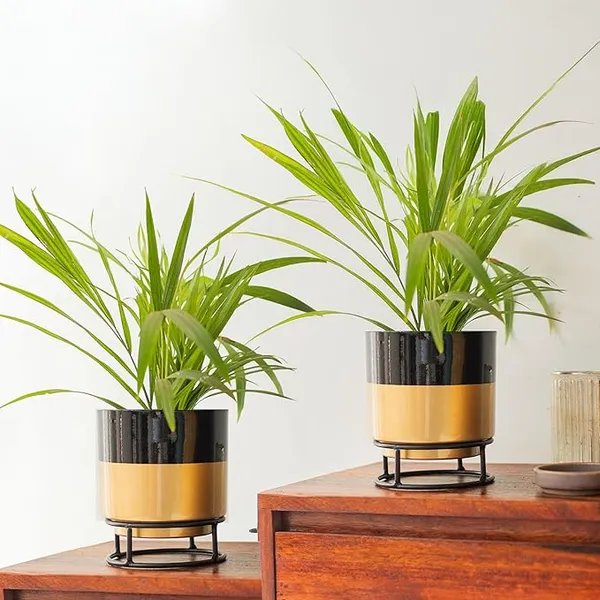 Kraft Seeds by 10club Decorative Metal Planter with Stand | Planter with Drain Hole | Planter for Living Room, Terrace, Balcony | Rust-Free | 6" Planter | Gold & Black | Set of 2 (Gold and Black) Rs.317 @ Amazon
