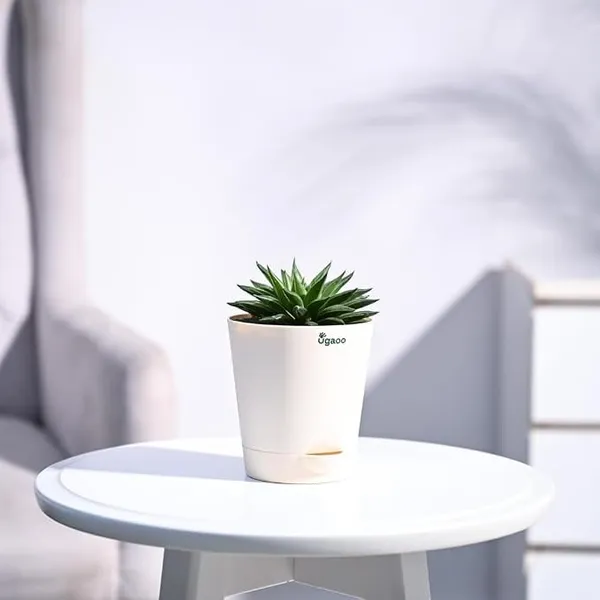 Ugaoo Haworthia Turgida Succulent Live Plant with Pot - Small Indoor Plants for Home Decor