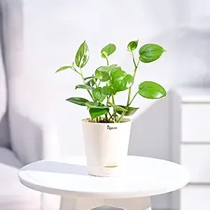 UGAOO Peperomia Green Creeper Plant Succulent Live Plant with Pot
