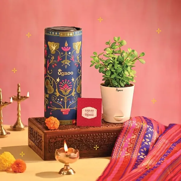 Ugaoo Jade Live Plant Diwali Gift Pack | Self Watering Pot & Diwali Greeting Card | Plant Gift for Family & Friends
