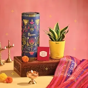 Ugaoo Golden Hahni Snake Live Plant | Self Watering Pot & Diwali Greeting Card | Gift Hamper for Diwali